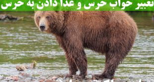 تعبیر خواب خرس و غذا دادن به خرس - تعبیر خرس سفید و قهوه ای در خواب