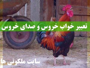 تعبیر خواب خروس و صدای خروس - دیدن خروس حنایی در خواب تعبیرش چیست