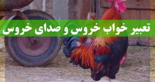 تعبیر خواب خروس و صدای خروس - دیدن خروس حنایی در خواب تعبیرش چیست