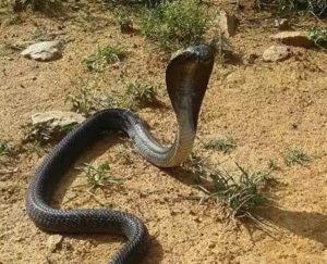تعبیر خواب مار سیاه بزرگ - تعبیر گزیده شدن توسط مار سیاه دو سر
