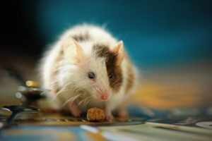 تعبیر خواب موش - کشتن موش در خانه نشانه چیست