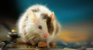 تعبیر خواب موش - کشتن موش در خانه نشانه چیست
