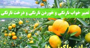 تعبیر خواب نارنگی و خوردن نارنگی و تعبیر دیدن درخت نارنگی در خواب