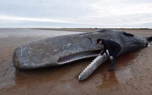 تعبیر خواب نهنگ و کشتن نهنگ - دیدن نهنگ در ساحل و رودخانه در خواب