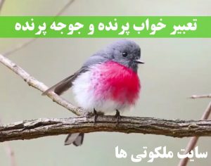 تعبیر خواب پرنده و جوجه پرنده - دیدن پرنده در قفس تعبیرش چیست