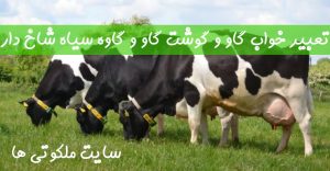 تعبیر خواب گاو و گوشت گاو - دیدن گاو سیاه شاخ دار در خواب تعبیرش چیست