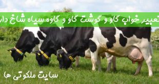 تعبیر خواب گاو و گوشت گاو - دیدن گاو سیاه شاخ دار در خواب تعبیرش چیست