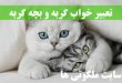 تعبیر خواب گربه و بچه گربه - دیدن گربه سیاه و سفید در خواب تعبیرش چیست