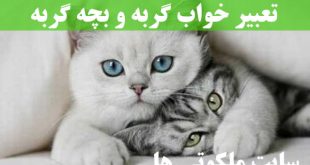 تعبیر خواب گربه و بچه گربه - دیدن گربه سیاه و سفید در خواب تعبیرش چیست