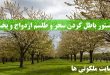 دستور باطل کردن سحر و طلسم ازدواج و بخت گشایی دختران