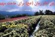 نماز امام زمان در شب جمعه برای حاجت و طلب خواسته مهم